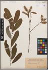 Foto von Salix cinerea L.